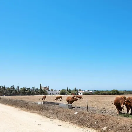 Holiday home Casa Mora - Vejer, El Palmar *